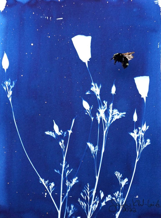 KS Wild - Sarah Red-Laird, Bee Habitat in Cyanotype Project