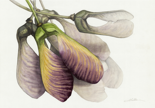 ART on FIRST - Biological Treasures, Zebith Thalden