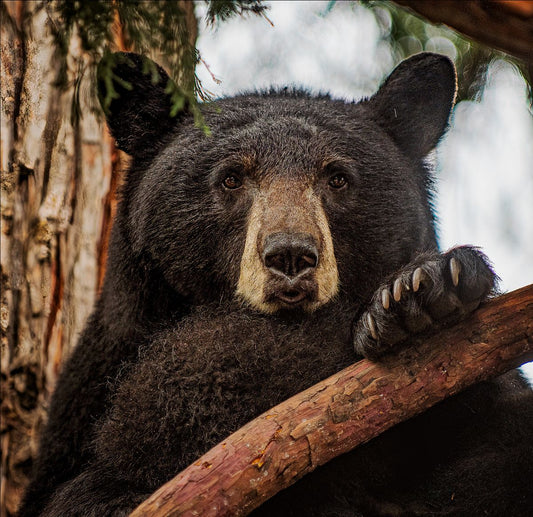 KS Wild - Steve Koskella, Wildlife Photography