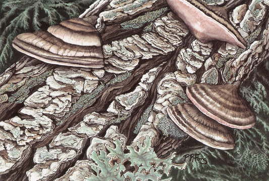 The Talent Gallery - Artists Talk Sundays with Paula Fong