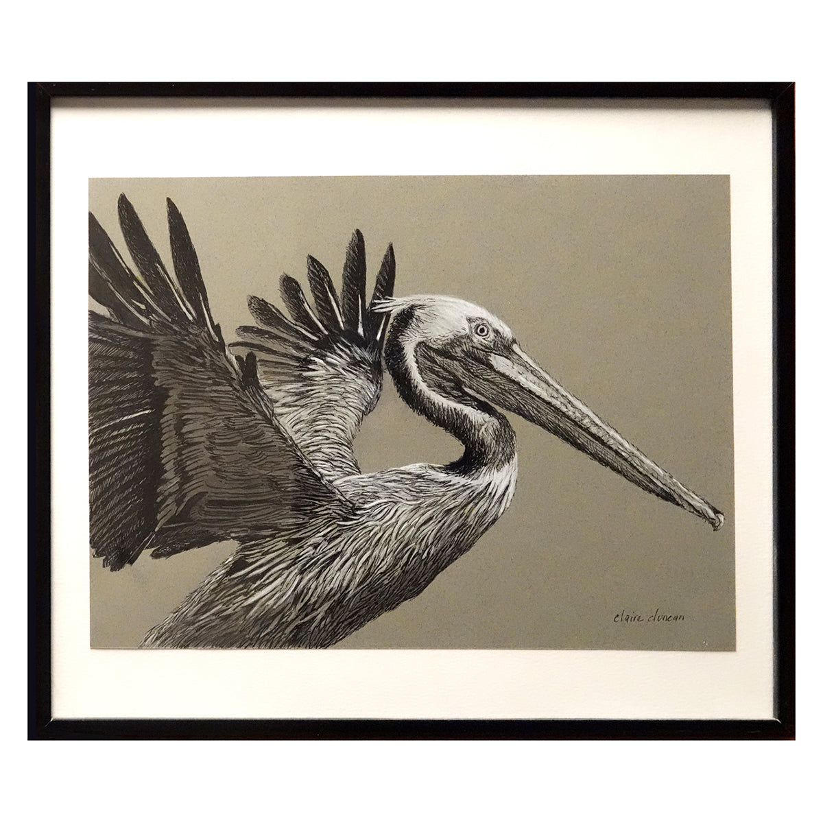 "Brown Pelican Study" by Claire Duncan
